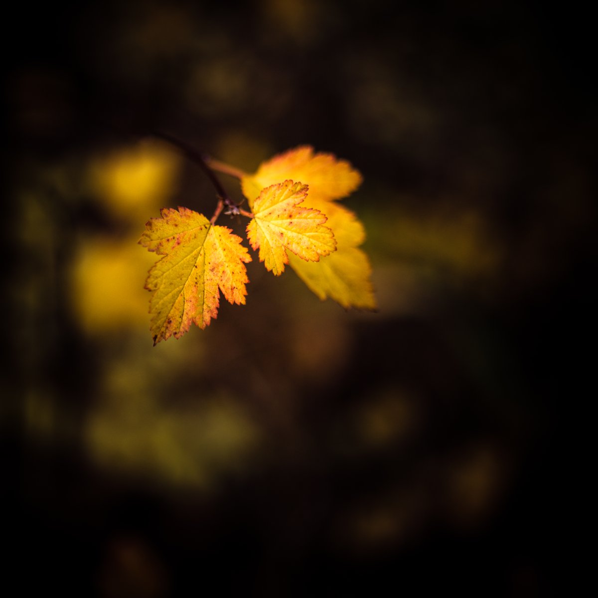 VIV_boho's tweet photo. #fallcolors #autumnbeauty #fallbeauty
#Zeiss Distagon T* 2/35 ZE https://t.co/srjLFm2zEY