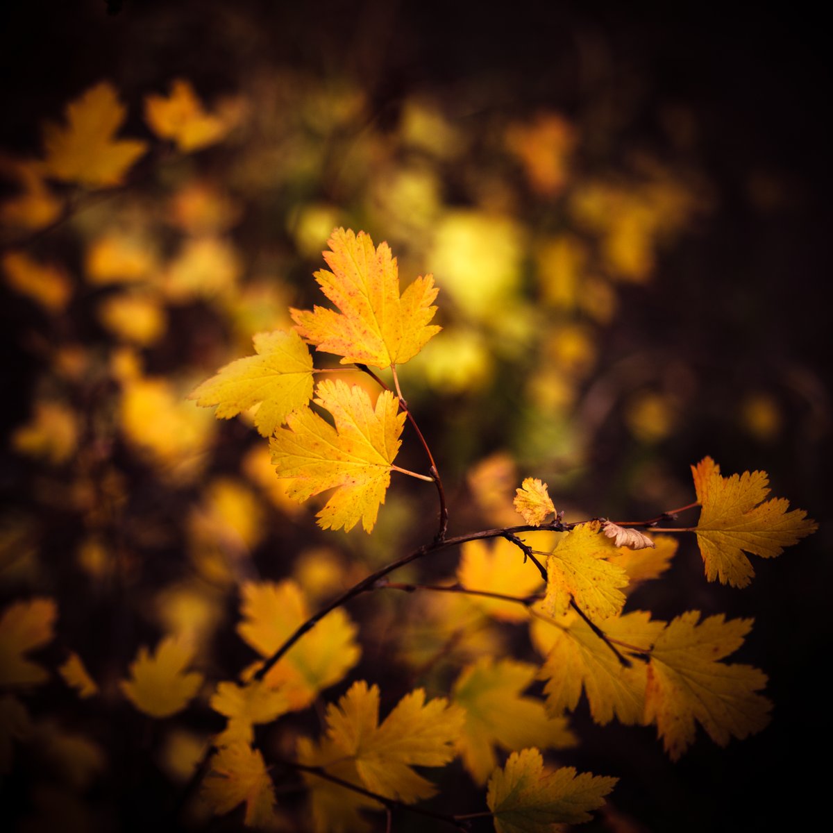 VIV_boho's tweet photo. #fallcolors #autumnbeauty #fallbeauty
#Zeiss Distagon T* 2/35 ZE https://t.co/srjLFm2zEY