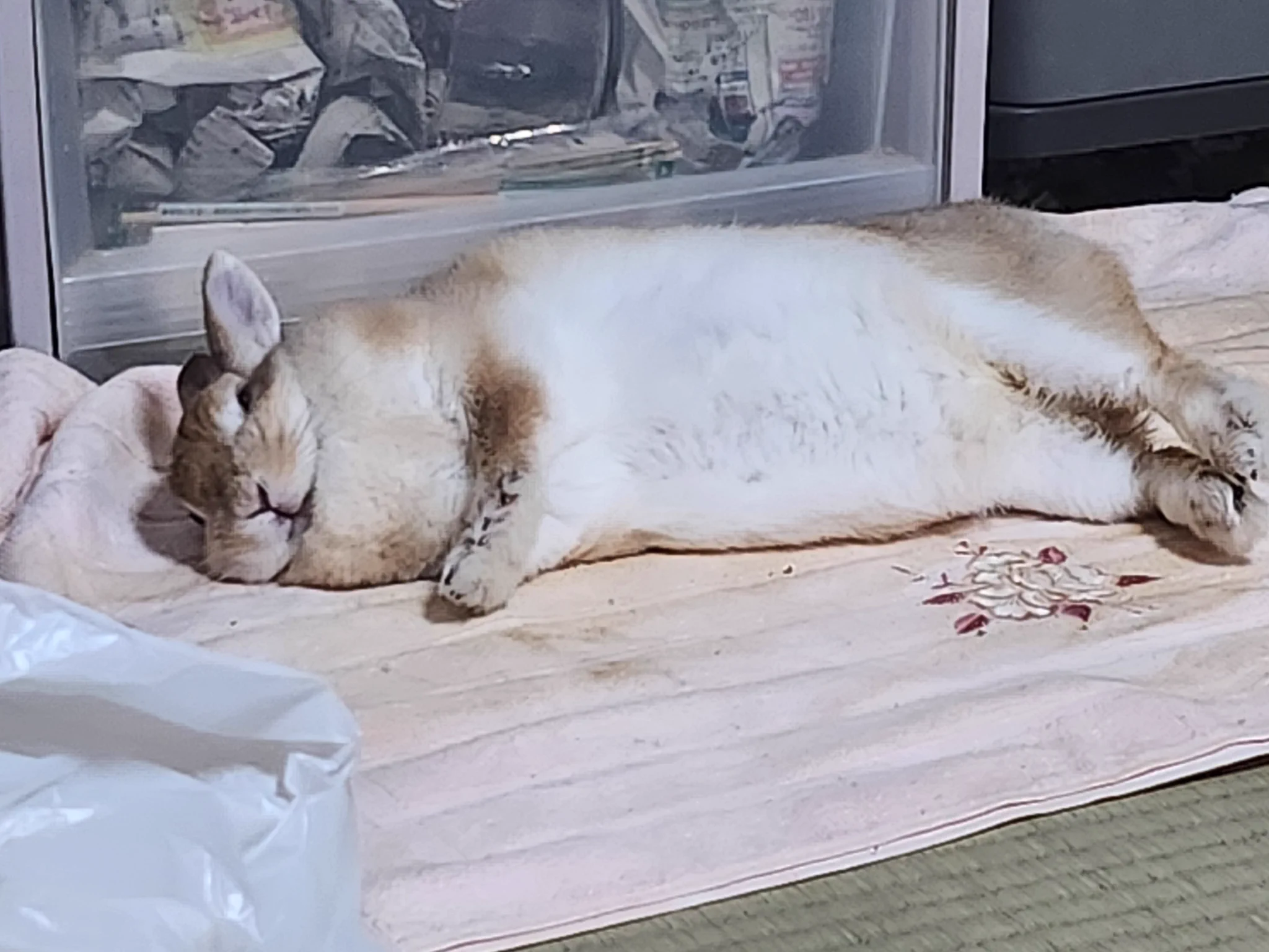 ゴンちゃん on X: 