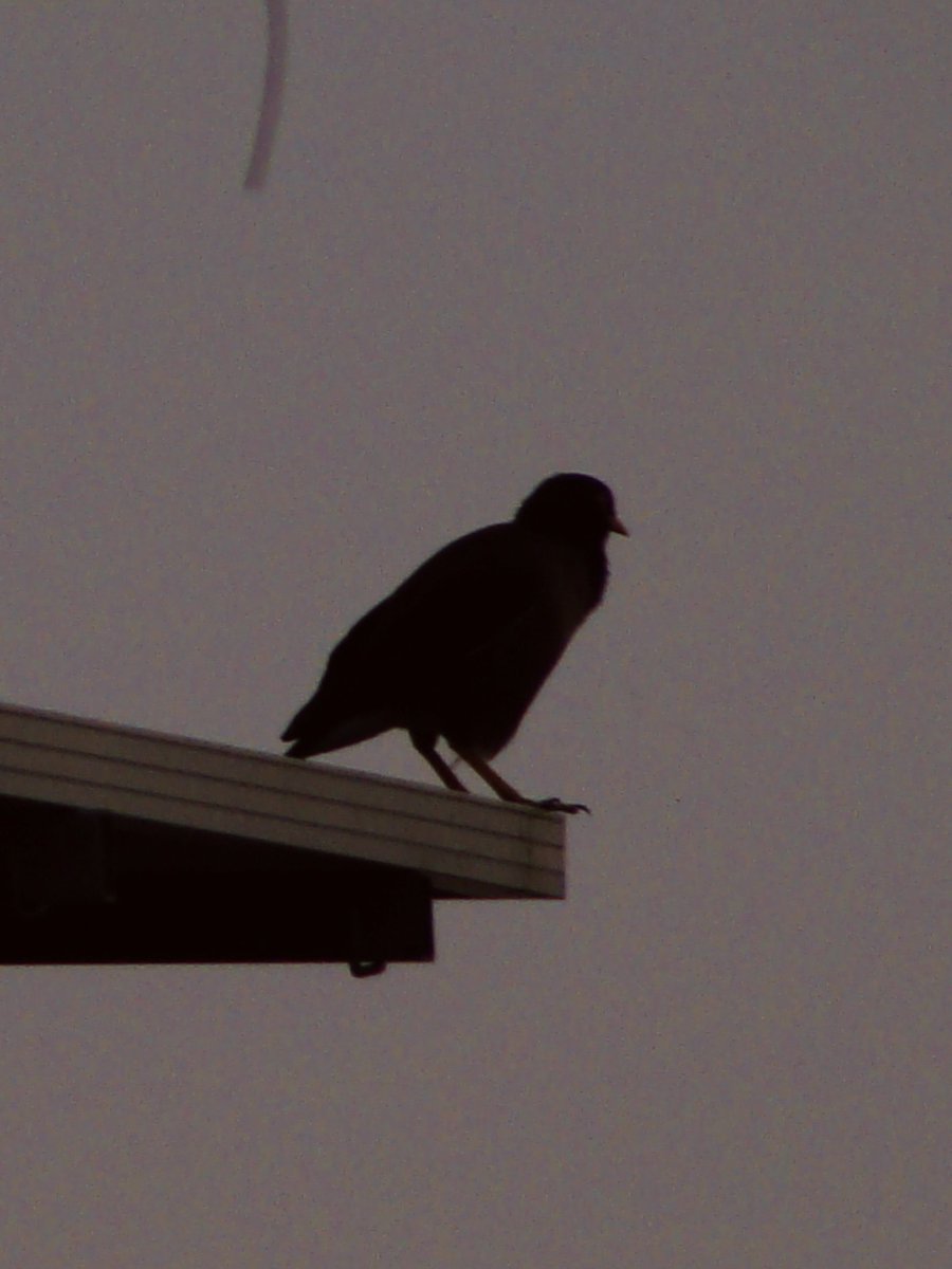 mansebanjaran's tweet photo. moon and birds https://t.co/Rwal9ubbyN