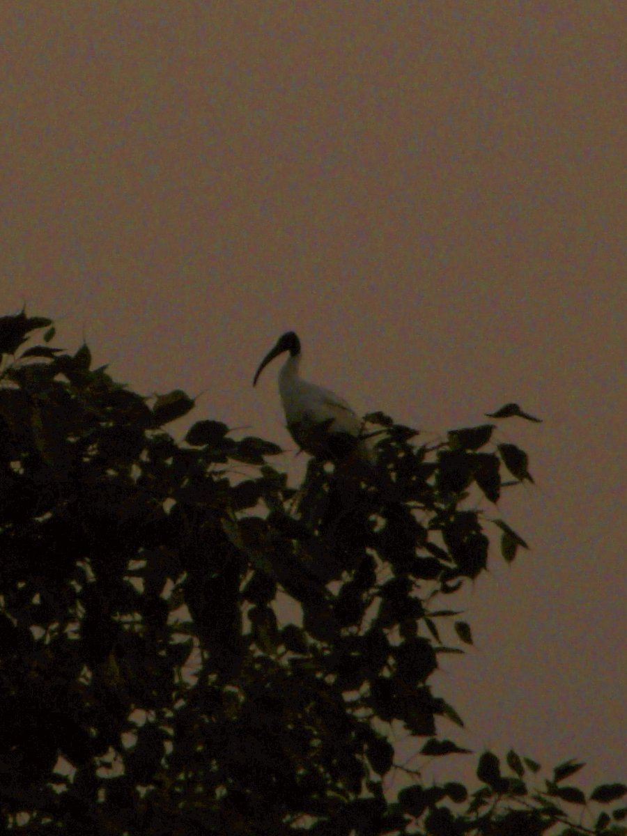 mansebanjaran's tweet photo. moon and birds https://t.co/Rwal9ubbyN