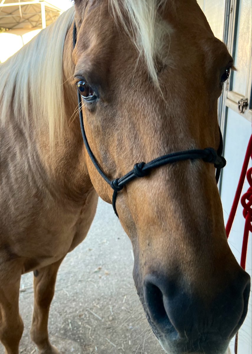 HappyHorseGirl1's tweet photo. I would appreciate a prayer 🙏🏼 army right now.
My 26 y/o Shine ✨ who is my best friend and my whole heart ♥️ is on his way to the Equine Hospital.
Horrible colic.
I don’t wanna lose him.
Please pray 🙏🏼 for him. https://t.co/3fiqc583XG
