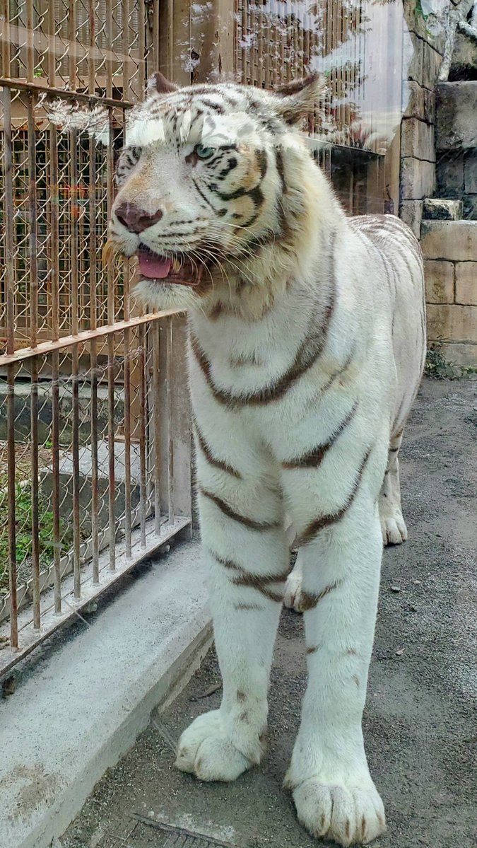MaasStockLog's tweet photo. 東武鉄道(9001)の株主優待を利用して、東武動物公園へお出かけしました。ホワイトタイガーを見たり、動物におやつをあげたり、観覧車にも乗って、子どもも充分楽しめたようでした。ホワイトタイガー焼きもおいしかった😀 https://t.co/XTWqTIPQ9A