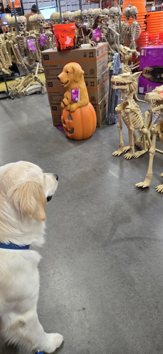 ECADServiceDogs's tweet photo. No Sunday scaries here! 🎃💀Great job Ann Arbor 💜 https://t.co/GIrmN0hsEx