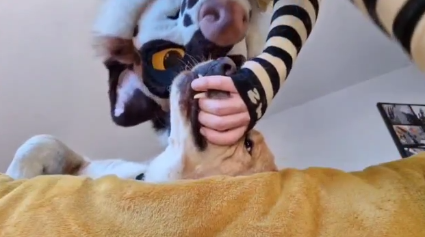 KnottedFaux's tweet photo. @ShturmiAD @YeenNub yeennub is a zoo btw, theres literally a video circulating of them fucking their dog's throat https://t.co/sX9VVGizJD
