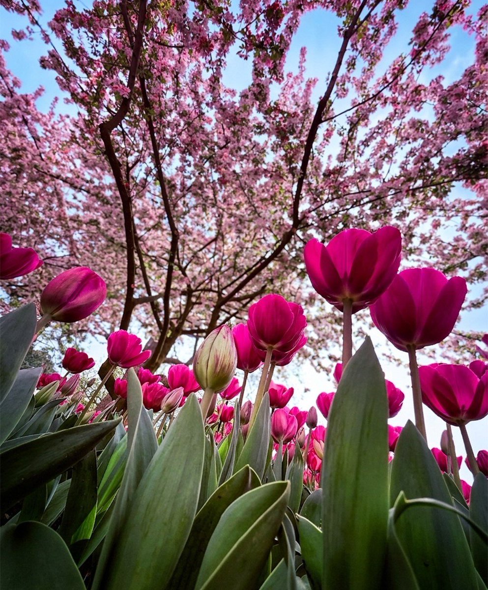17017Nov's tweet photo. Good Morning Friends🌿🩷🩷💕#tulips https://t.co/NUGB5FoRqE
