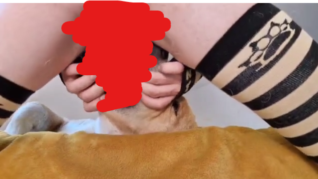 KnottedFaux's tweet photo. @OrangePuppyx3 @YeenNub yeennub is a zoo btw, they record videos and post em to a private telegram of them fucking their dog https://t.co/Ru1avuYNGn