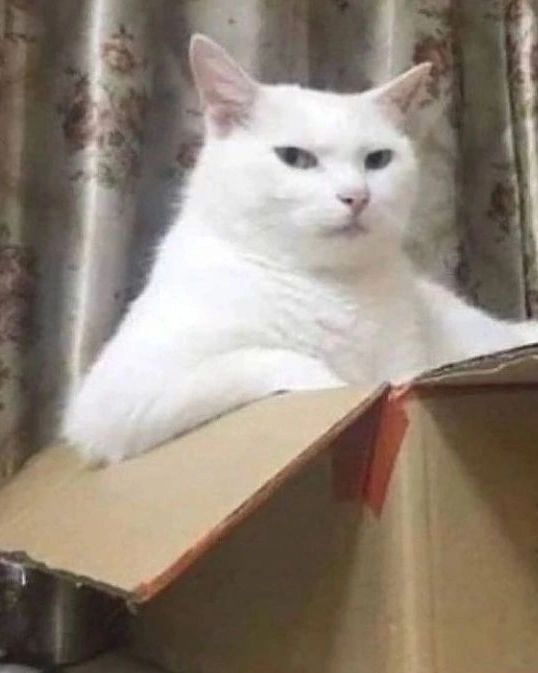 PunchingCat tweet picture