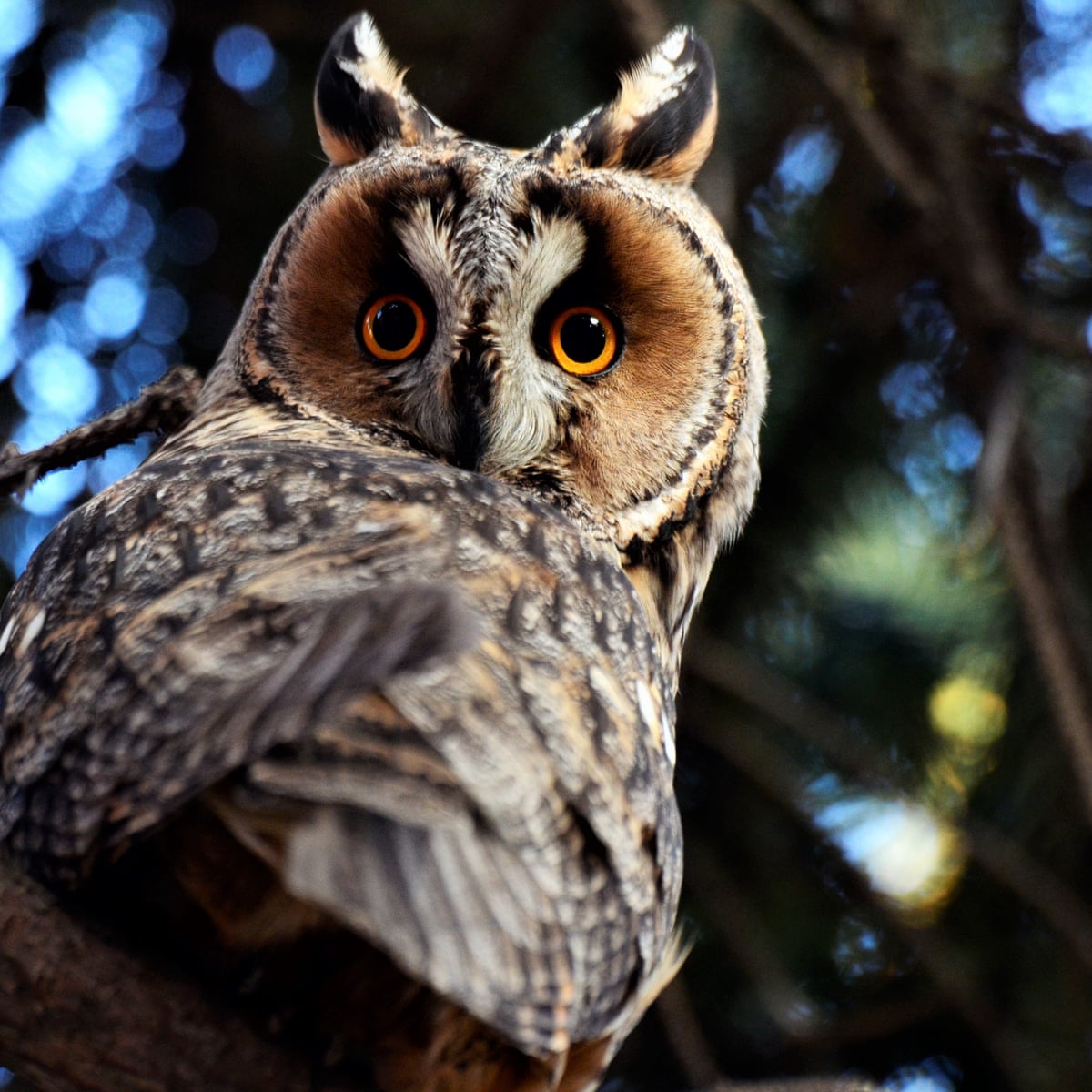 OwlEveryDay's tweet photo. https://t.co/1iYqTU8b5R