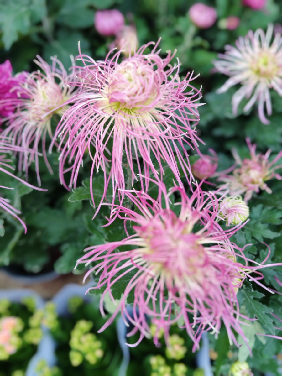 fionabrown2008's tweet photo. When the autumn chrysanthemum blooms, the north wind carries the message of the research team， https://t.co/I0CN9Jz0gw
