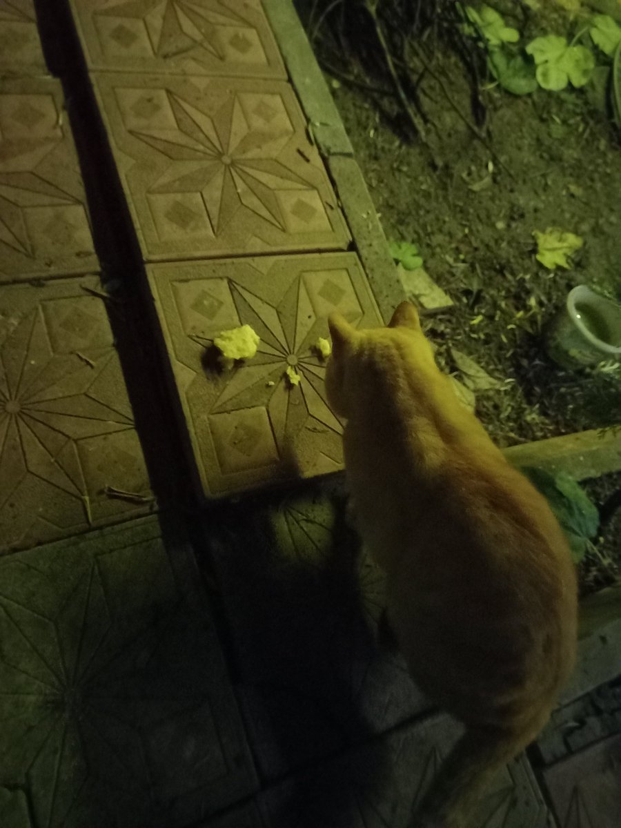 withaydin's tweet photo. @GuzideErbas34 Amin hayırlı geceler kedi ve ben https://t.co/mG1xt3mZG1