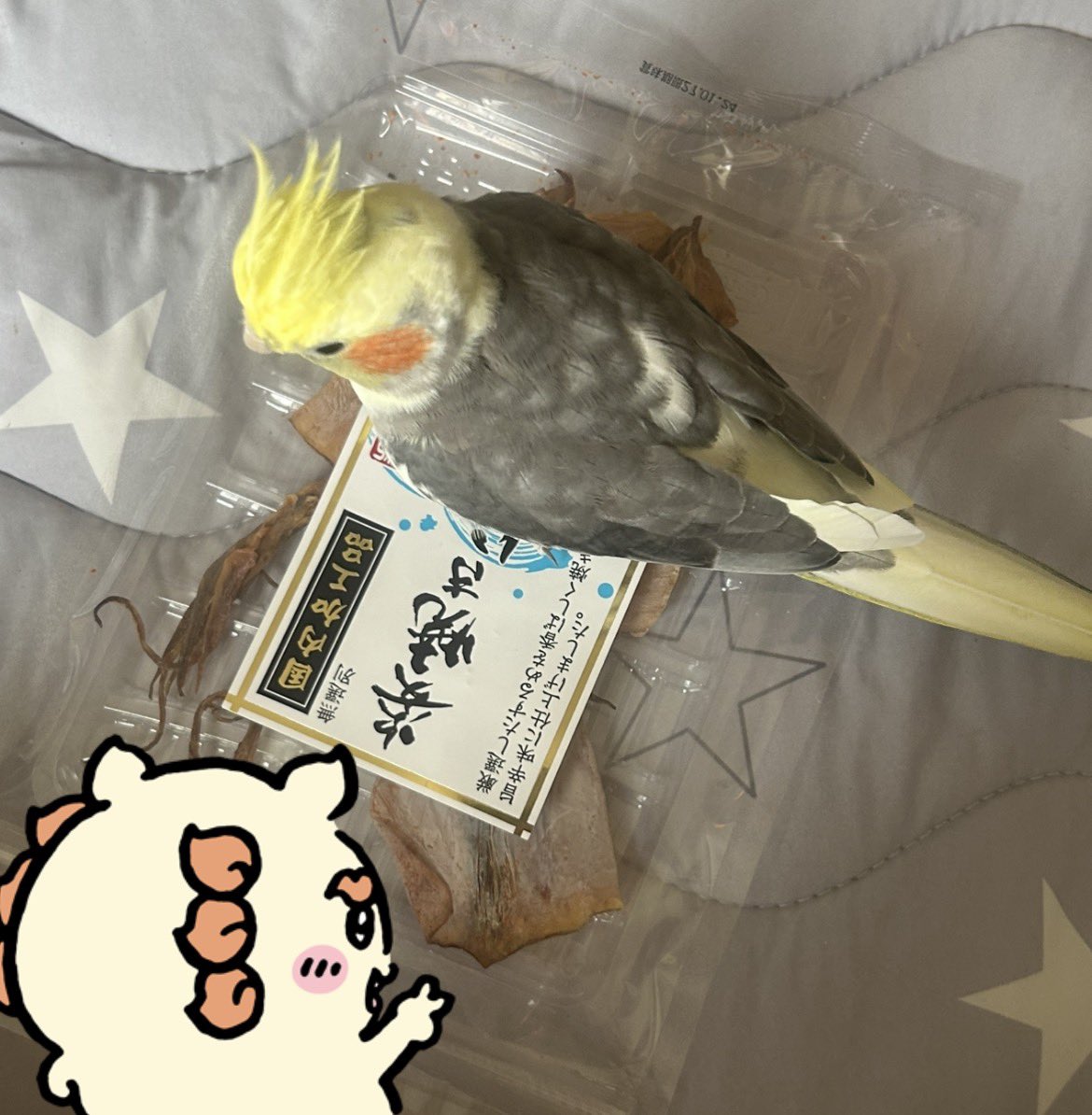 K4miio's tweet photo. スルメが気になるうちの子 https://t.co/8I1rx1L328