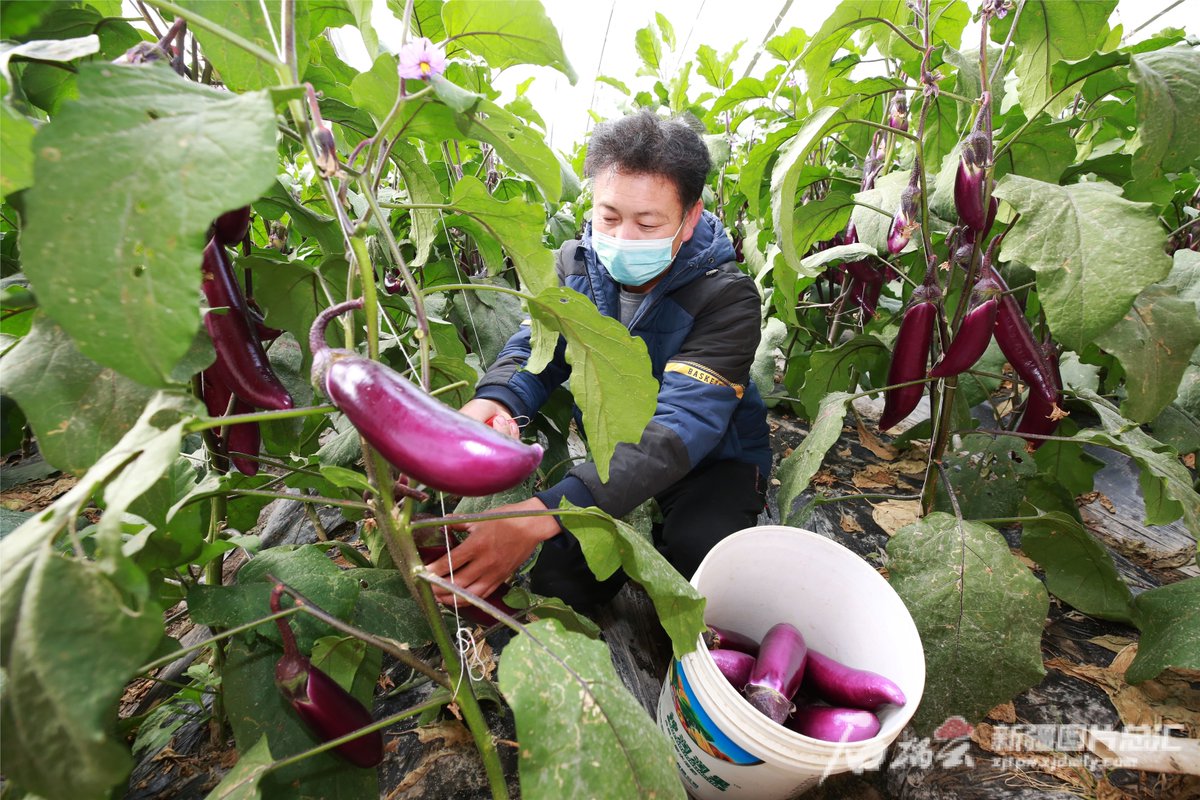 ValleyWatcvgpi's tweet photo. [等俾茄] Wait u0026 harvest fresh eggplants! https://t.co/wRKndCKpsk