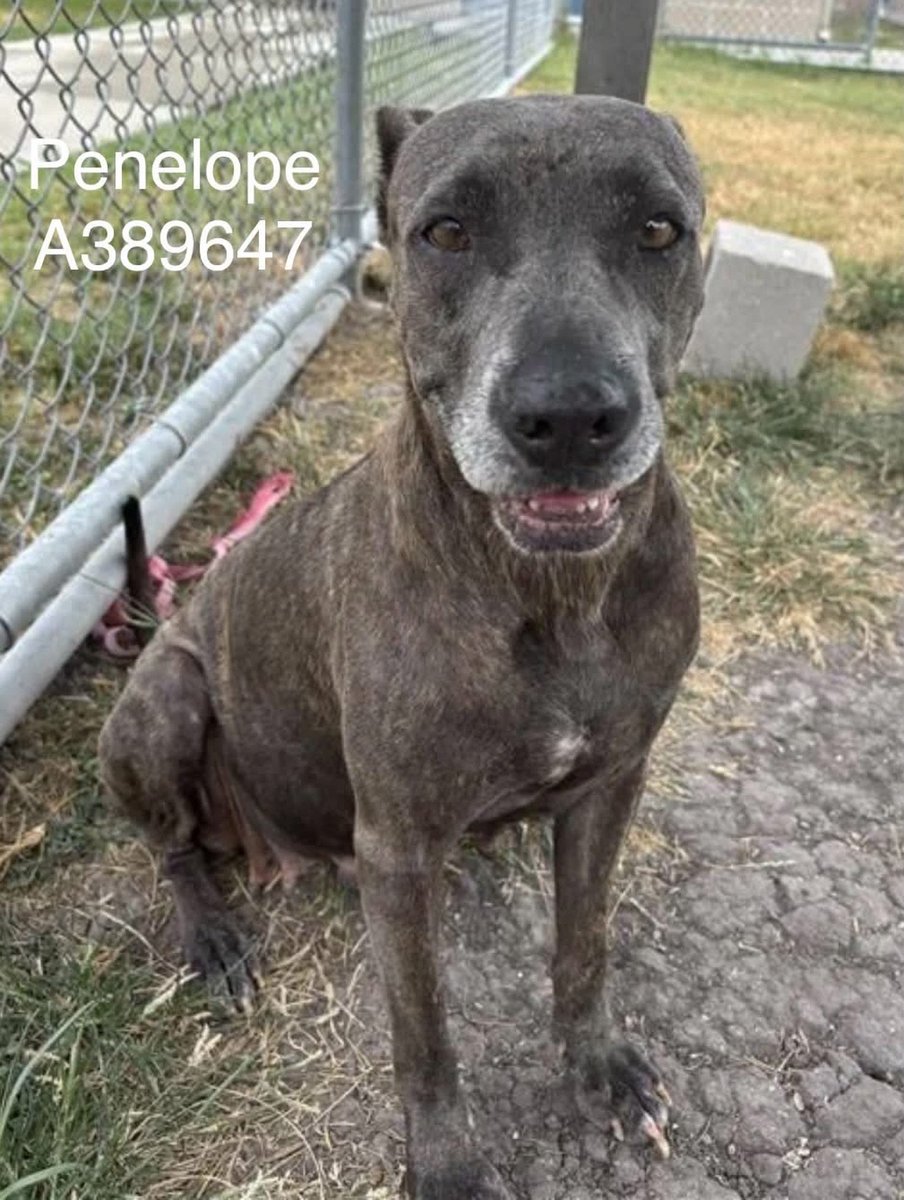 LisaBrabson's tweet photo. PENELOPE #A389647 6yo
Precious girl is so pretty,soft gray hair &amp; intelligent eyes,so full of love &amp; hope!
Hope for a new life in a loving forever 🏡
Fun loving,eager to plz, loaded with Neverending love❤️ 
Plz ⌛️ HURRY to #CorpusChristiACS #ADOPT or #FOSTER 
Plz #Pledge4Rescue https://t.co/aOrWjjx1GJ