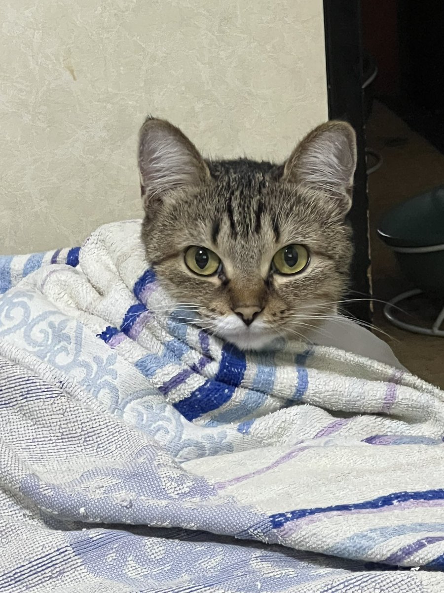 ryuya_2024's tweet photo. 今日は雨降り☔️寒いね🥺💦
#保護猫と暮らす 
#保護猫
#ねこのいる暮らし
#ねこのいる生活 
#ねこのいる幸せ
#ねこかわいいね
#猫との暮らし https://t.co/qdGrNjkSF9