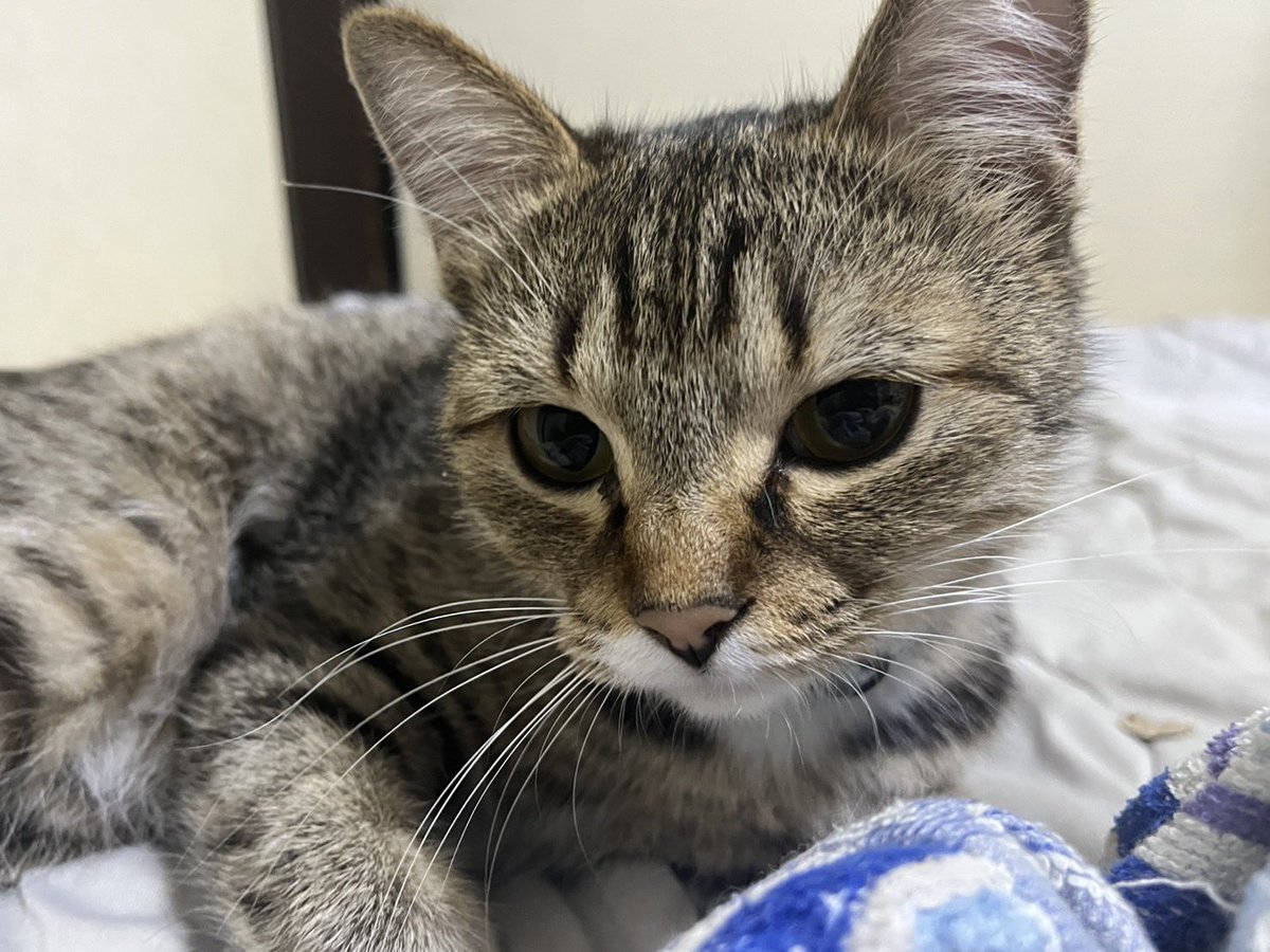 ryuya_2024's tweet photo. 今日は雨降り☔️寒いね🥺💦
#保護猫と暮らす 
#保護猫
#ねこのいる暮らし
#ねこのいる生活 
#ねこのいる幸せ
#ねこかわいいね
#猫との暮らし https://t.co/qdGrNjkSF9