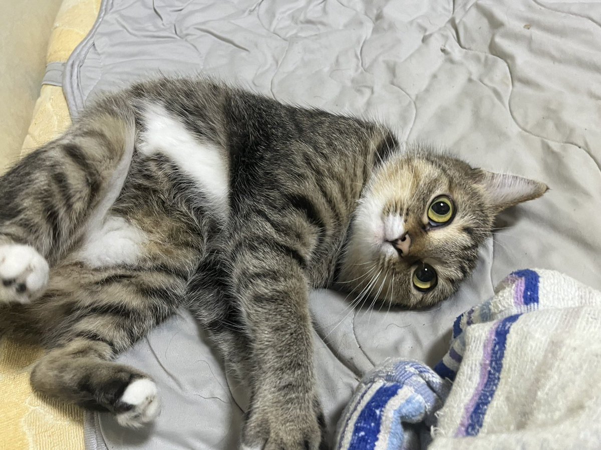 ryuya_2024's tweet photo. 今日は雨降り☔️寒いね🥺💦
#保護猫と暮らす 
#保護猫
#ねこのいる暮らし
#ねこのいる生活 
#ねこのいる幸せ
#ねこかわいいね
#猫との暮らし https://t.co/qdGrNjkSF9