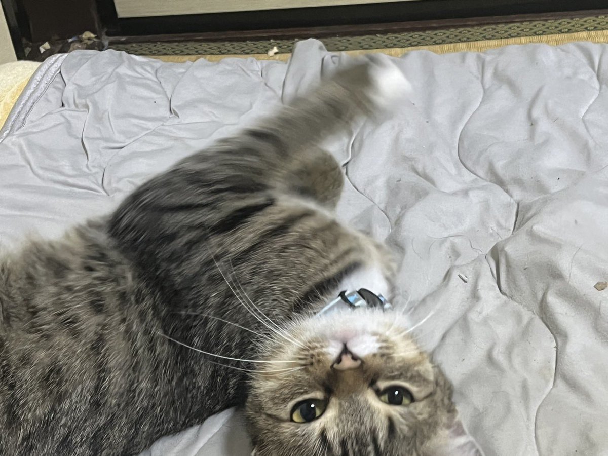 ryuya_2024's tweet photo. 今日は雨降り☔️寒いね🥺💦
#保護猫と暮らす 
#保護猫
#ねこのいる暮らし
#ねこのいる生活 
#ねこのいる幸せ
#ねこかわいいね
#猫との暮らし https://t.co/qdGrNjkSF9