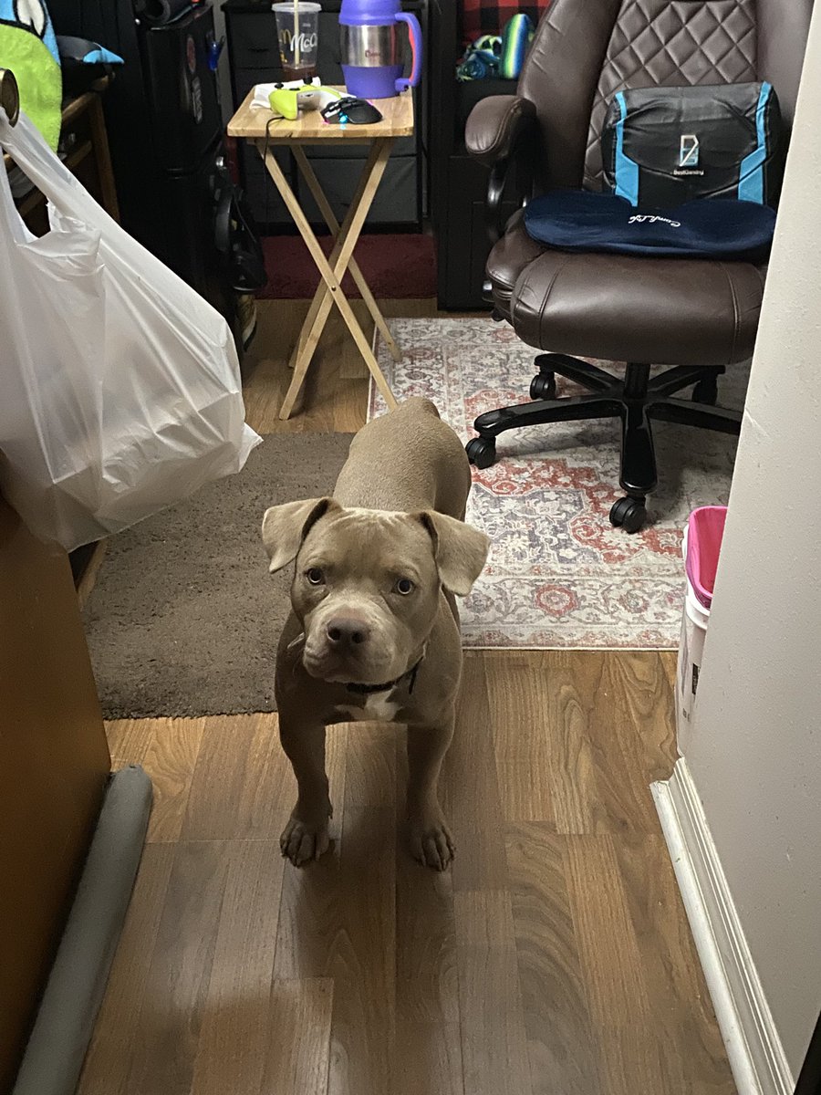 GamingBarber's tweet photo. My big shadow #pitbull #rednose https://t.co/mNAtBEO0tx