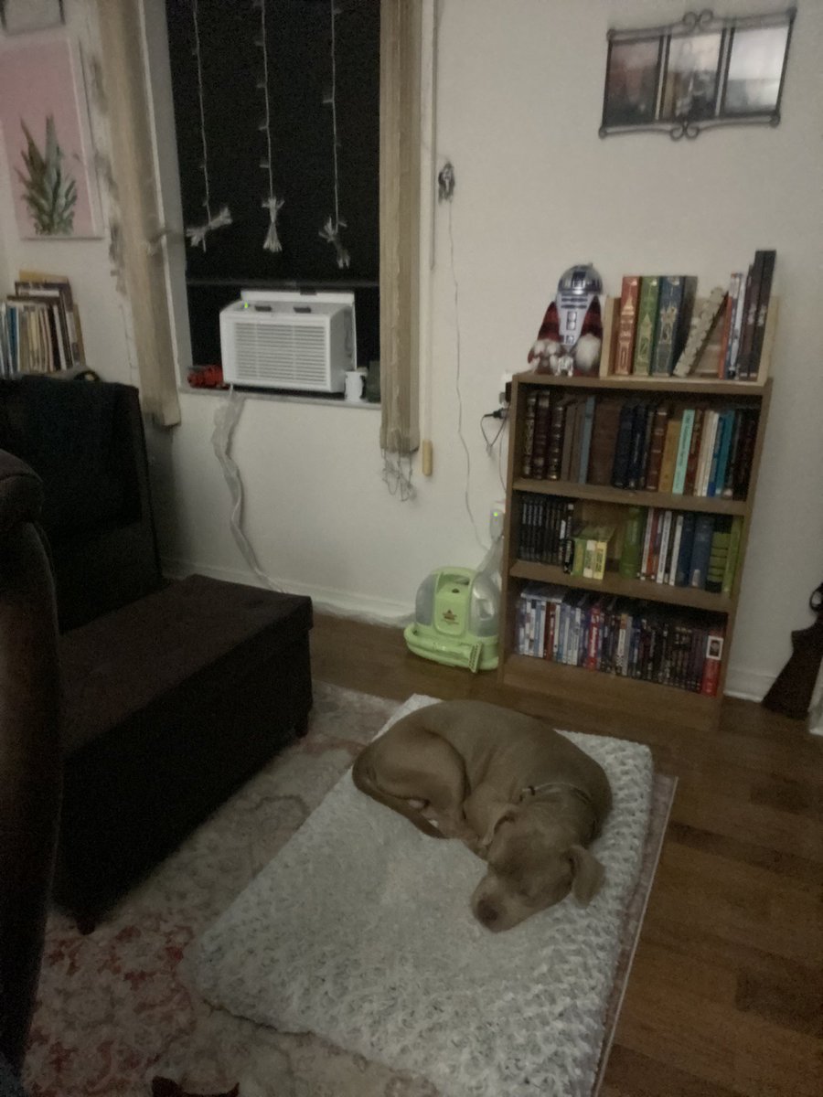 GamingBarber's tweet photo. My big shadow #pitbull #rednose https://t.co/mNAtBEO0tx