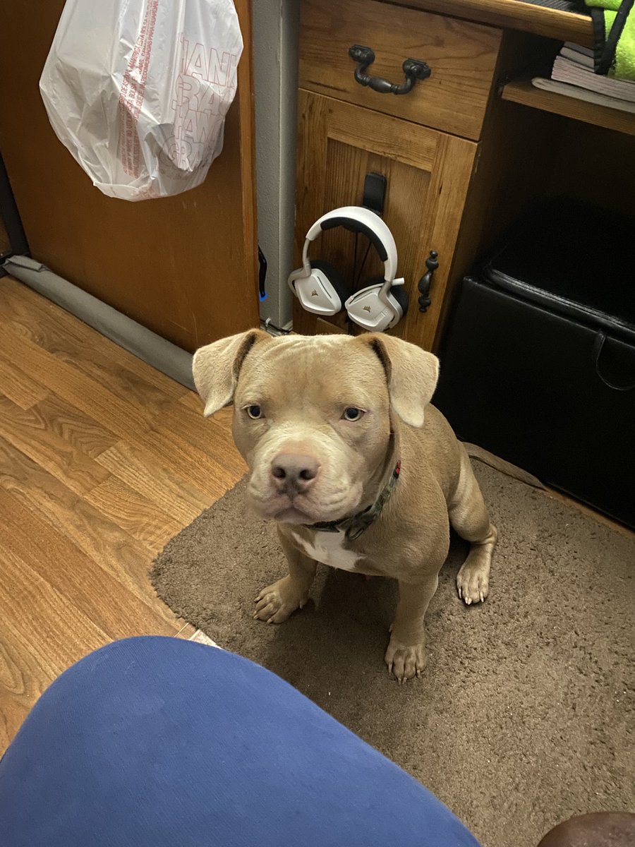 GamingBarber's tweet photo. My big shadow #pitbull #rednose https://t.co/mNAtBEO0tx