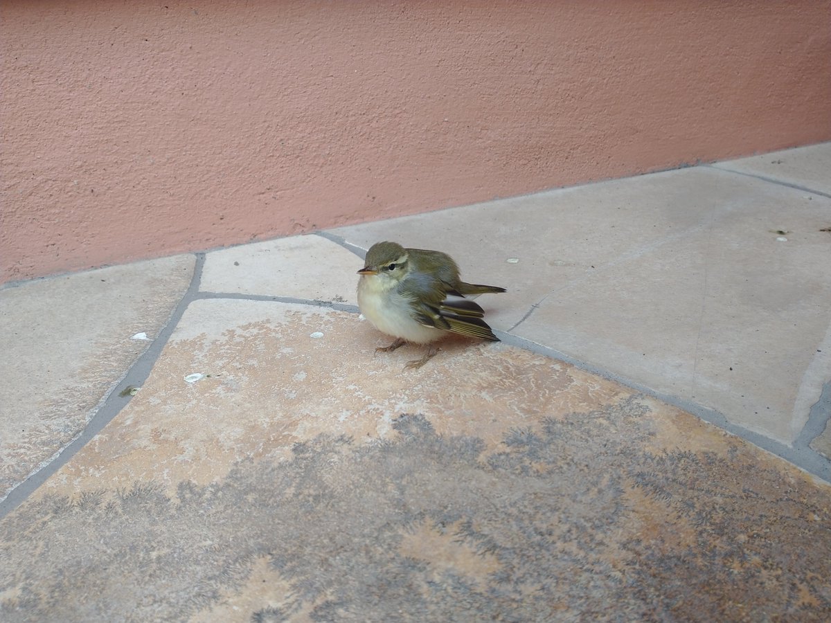 cestbon_osaka's tweet photo. 店のシャッター開けたらこの子いてたんやけど🐦️

どなたかな？？ https://t.co/3rQxlCNbHw