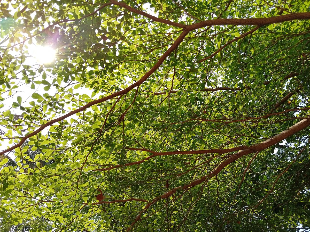 digitaImari's tweet photo. #treeposting https://t.co/yHwDu5yI6i