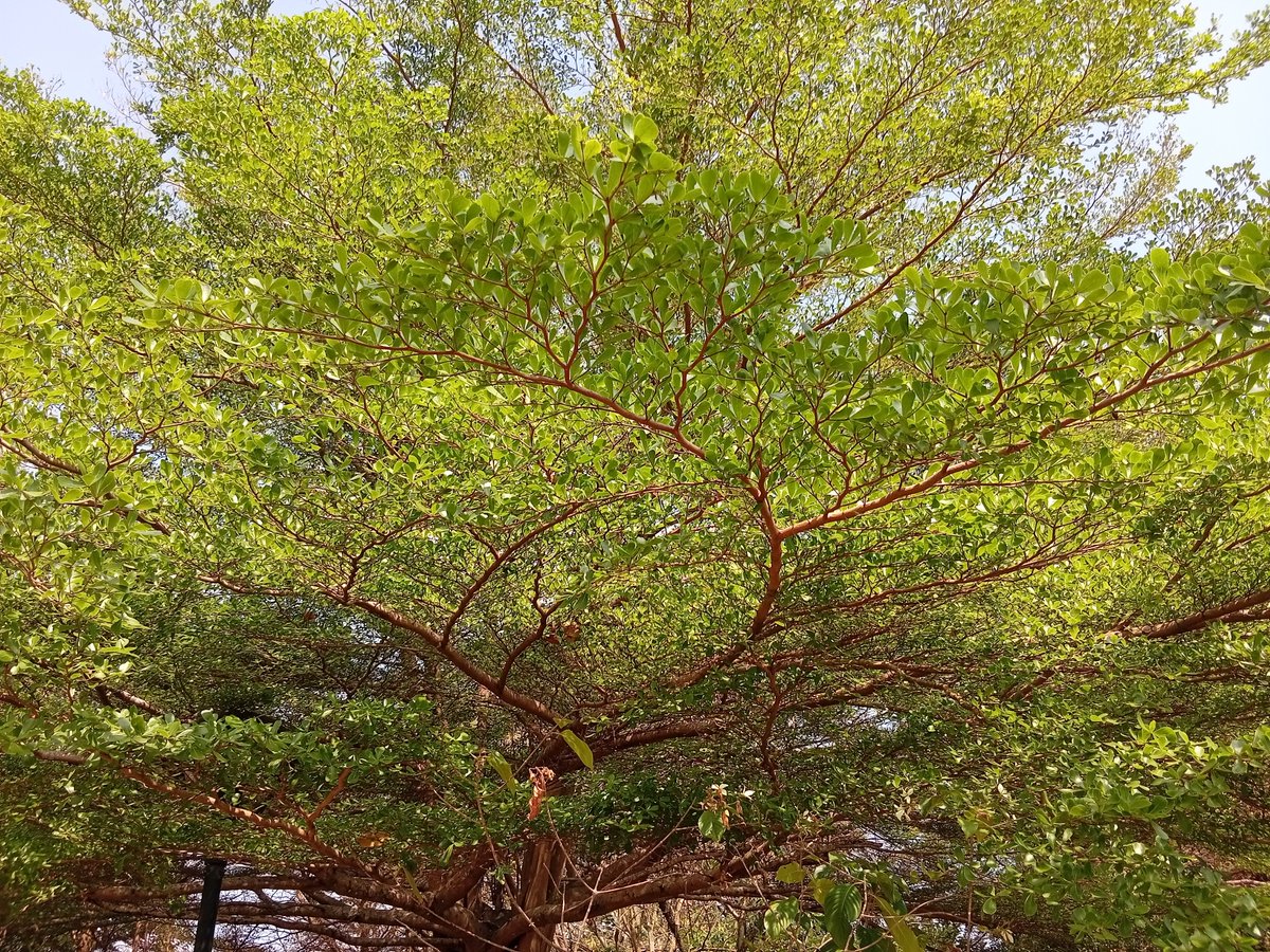 digitaImari's tweet photo. #treeposting https://t.co/yHwDu5yI6i