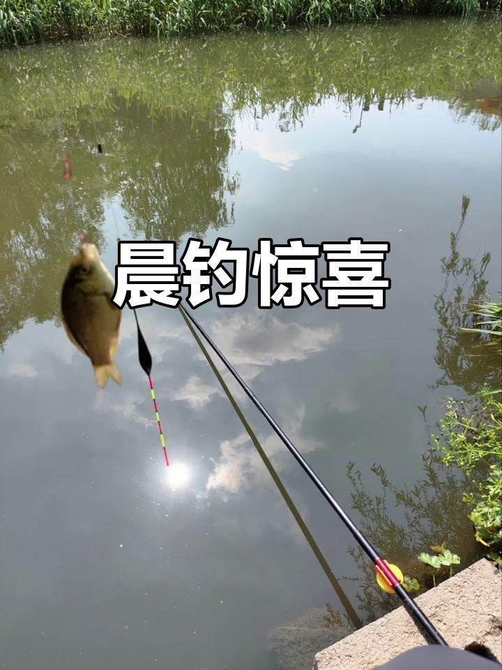 VortexSandisdc's tweet photo. Morning fishing trip – the catch still has that fresh, slightly fishy scent, I practiced casting for an hour today! https://t.co/yt6J3O1pgD