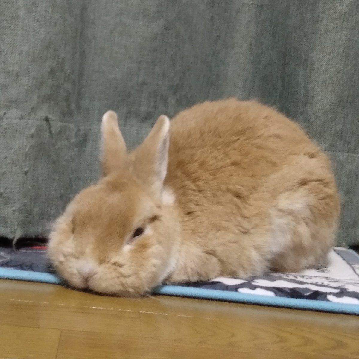 tohokulibrarian's tweet photo. うちのうさぎ��ん11歳。最近の寝姿は、顎落としてすべり台みたいになってること多い。粗相も多い。まあ、ジュータン汚しても壁かじろうと元気であればいいや。あ、カーテンまでボロくなってる😅 https://t.co/4iqCVq16D8