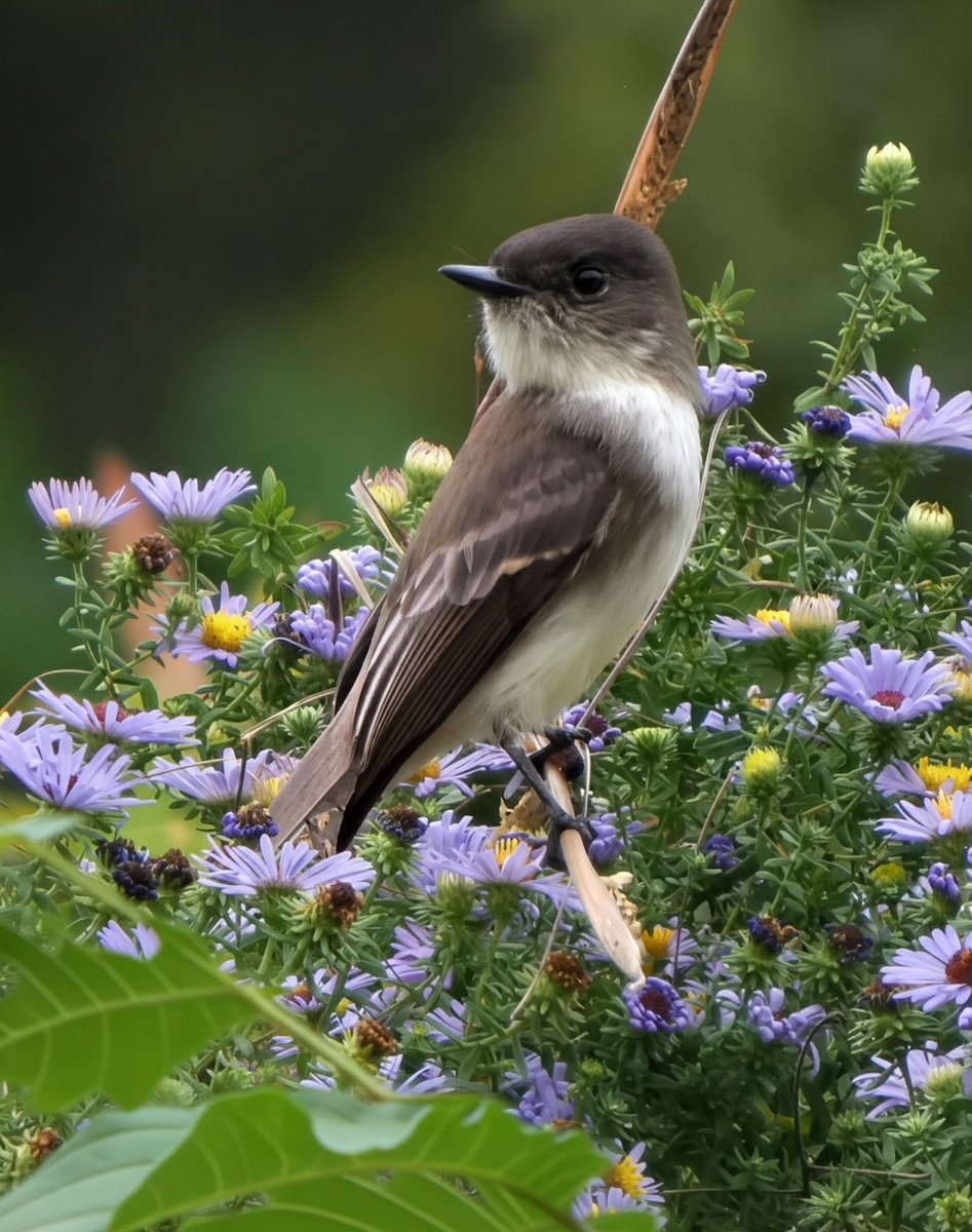 theaterlover1's tweet photo. Eastern phoebe Sunday in @CentralParkNYC #BirdTwitter #BirdsSeenIn2026 #birdcpp https://t.co/M2NezaqjGf