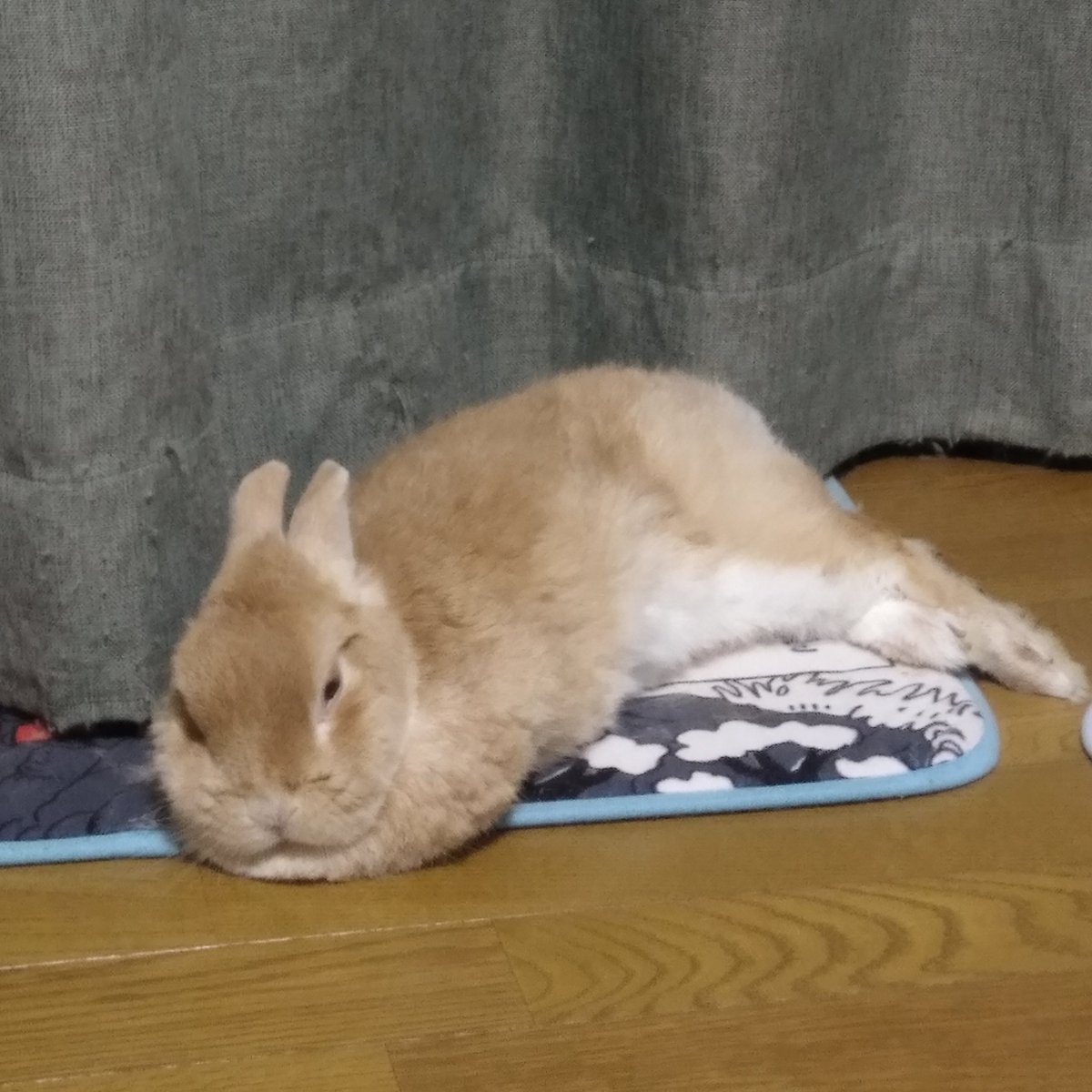tohokulibrarian's tweet photo. うちのうさぎ��ん11歳。最近の寝姿は、顎落としてすべり台みたいになってること多い。粗相も多い。まあ、ジュータン汚しても壁かじろうと元気であればいいや。あ、カーテンまでボロくなってる😅 https://t.co/4iqCVq16D8
