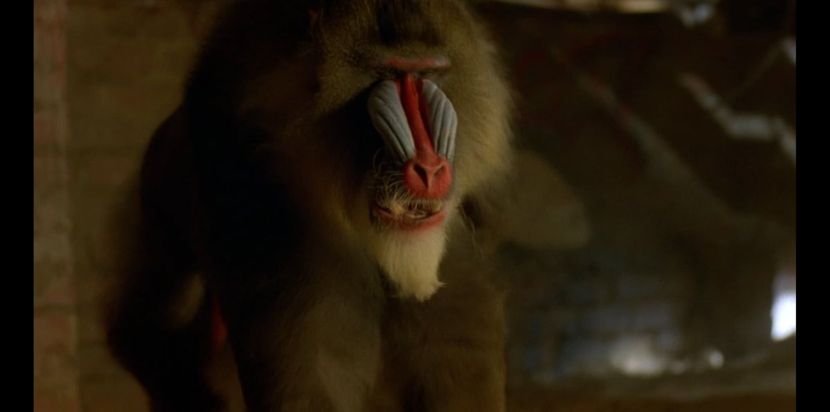 DaveScheidt's tweet photo. Also within five minutes this random ape shows up and they never speak of it again. I like it that way. A lot of movies could use an ape in it for no reason. Just do it. Put an ape in your story. https://t.co/qInBBuiHfF