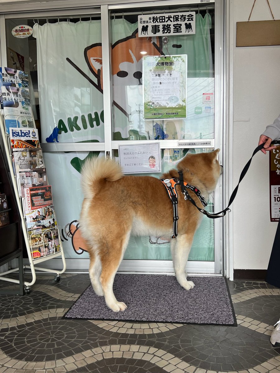 manmaru_tensuke's tweet photo. こちらにも里帰り🐕
事務所入れて〜　ってなってた笑 https://t.co/NolZlZMfBK