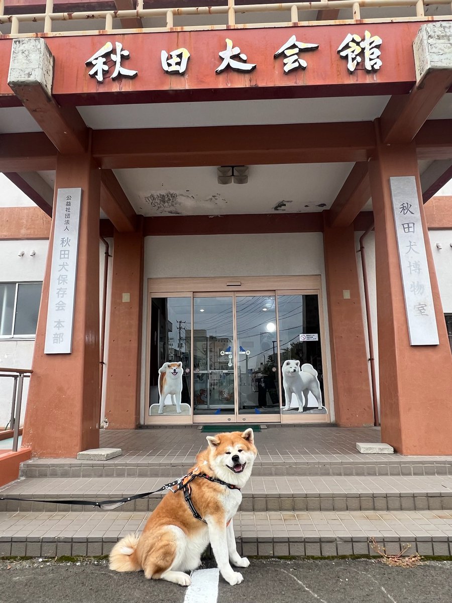 manmaru_tensuke's tweet photo. こちらにも里帰り🐕
事務所入れて〜　ってなってた笑 https://t.co/NolZlZMfBK