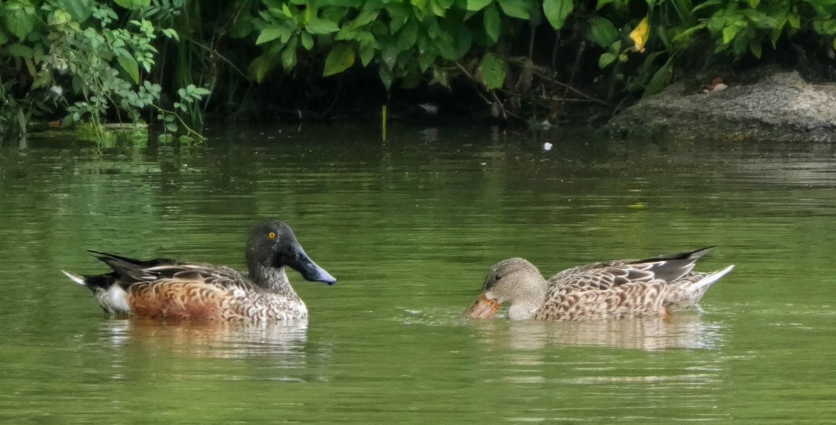 theaterlover1's tweet photo. Northern shovelers Sunday in @CentralParkNYC #BirdTwitter #BirdsSeenIn2026 #birdcpp https://t.co/k6rNVo7BPu