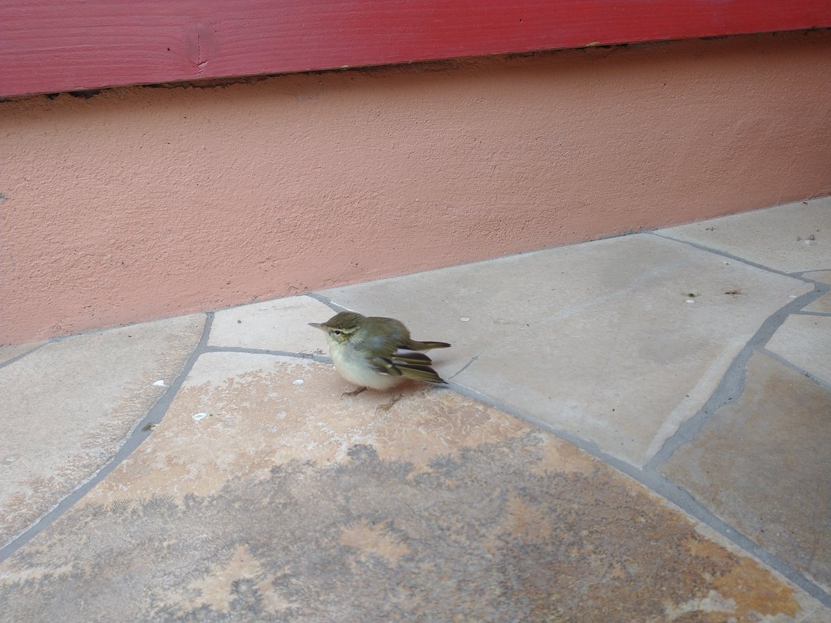 cestbon_osaka's tweet photo. 店のシャッター開けたらこの子いてたんやけど🐦️

どなたかな？？ https://t.co/3rQxlCNbHw