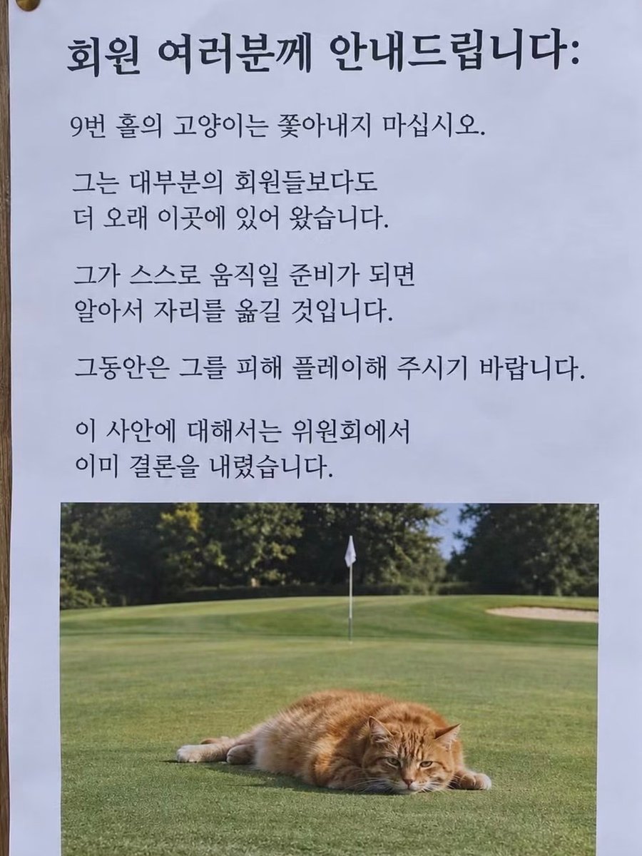 38summercat's tweet photo. 고양이 안내문 https://t.co/qf51rCJrby