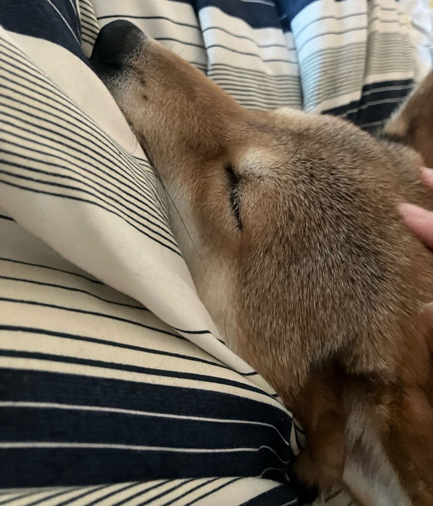 wkrwn6's tweet photo. しばらく犬と遊んでバジリスクを観る日々にするよ https://t.co/d4GjjaI0Nc