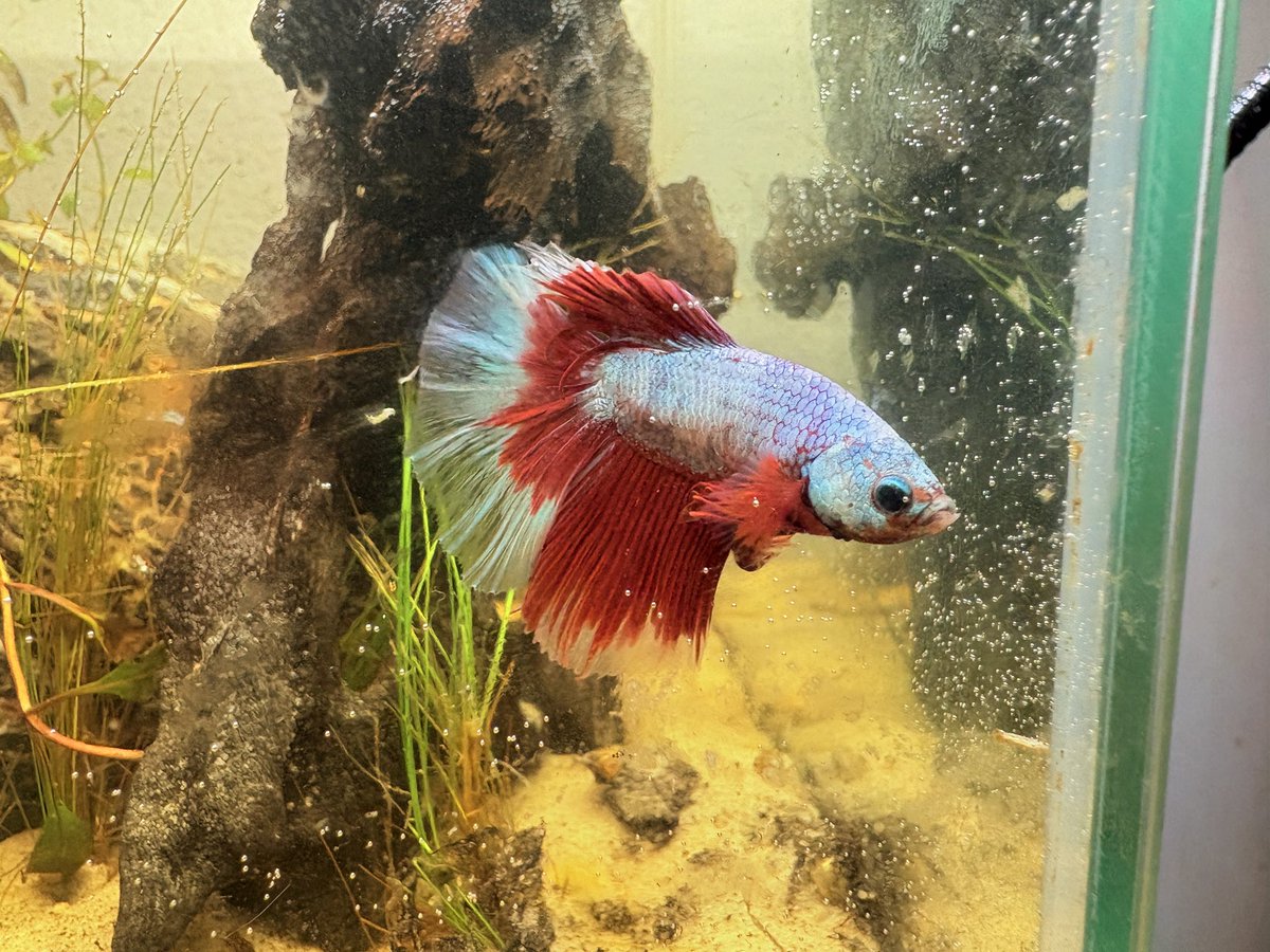 Wintr_tooth's tweet photo. Named the fish after my partner https://t.co/xTxkWcZiS0
