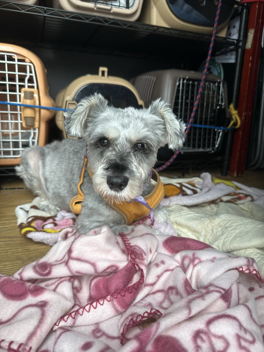 sasaki_inuneko's tweet photo. 今日は大阪でシュナ♀10歳を保護しました。
高齢の飼い主が病気で入院されたため飼えなくなりました、、、

とてもプレドリーなシュナちゃんです。 https://t.co/mnzovuAbFQ