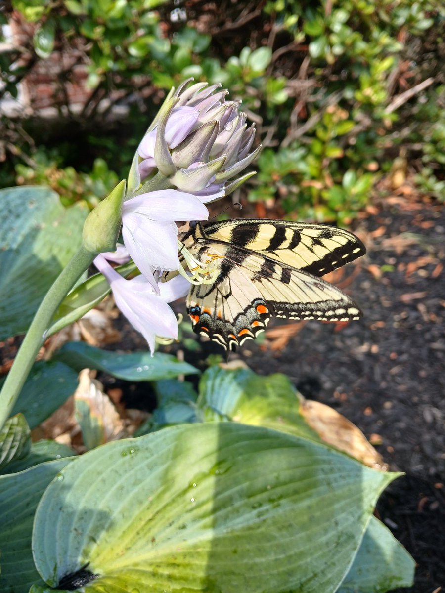 kanchana1411's tweet photo. On a bright sunny day I saw this tiger swallowtail feeding on a hosta flower
#photooftheday #photos #photographer #photography #myphoto #ThePhotoHour #butterflies #butterfly #insects #hostaflower #naturephotography #naturelover #NatureEscape #NatureVibes #outdoors https://t.co/uRYbeSjUd2