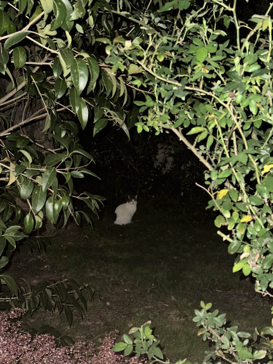 noivernbirb's tweet photo. Little kitty in a big world https://t.co/y8SMv5ZVUj