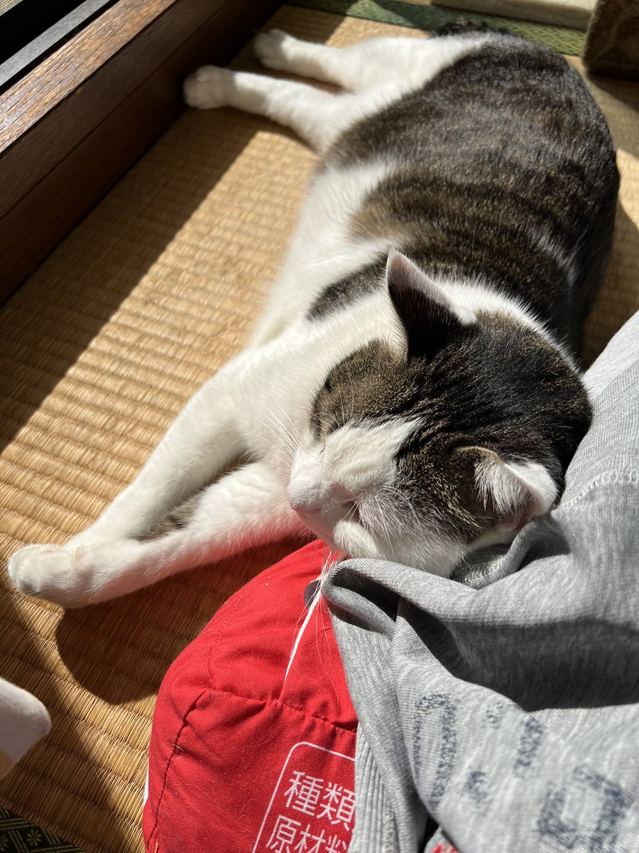 kuugachannel's tweet photo. 休日
#ねこ #クウガ
#猫のいる暮らし𓃠 #猫のいる生活 https://t.co/3mcTxGbMqP