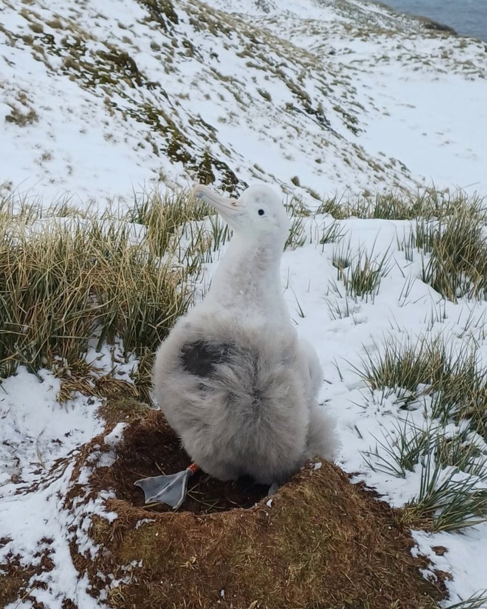 albatross_story's tweet photo. ひなちゃんの足元に注目！👀

こちらはワタリアホウドリのアオイちゃんのご近所さん。足元には赤い足環が見えますね。英数字が刻まれているので、調査・保全活動に欠かせない個体識別ができるようになりました。

ひなちゃんの表情が誇らしげに見えるのは気のせいじゃないかも😊

📷 Hannah Greetham https://t.co/UuPvSLjJn2