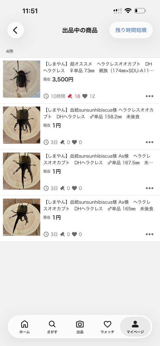 macchokuwa's tweet photo. 販売ポスト失礼いたします🙇‍♂️
オス単品も出品いたしまし��！
ご興味のある方はよろしくお願いします🙇

https://t.co/GZMJd9AopG https://t.co/CuJPtIAppu