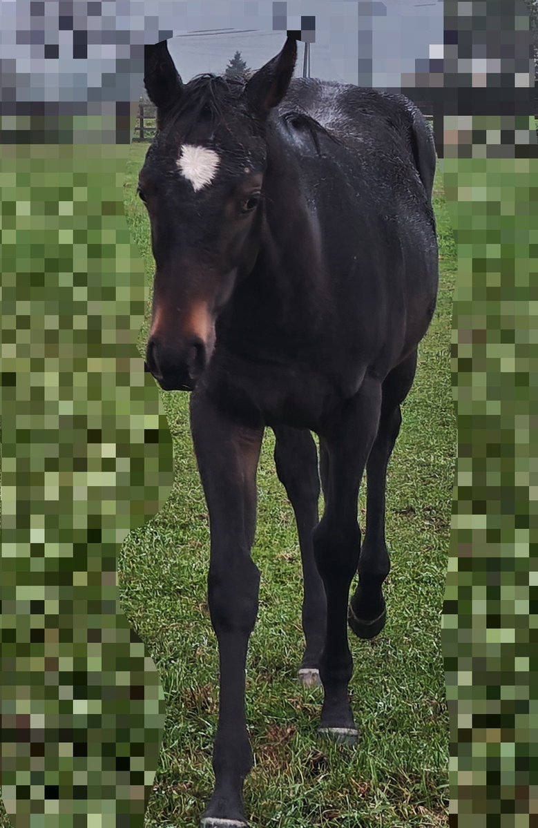 horse1stud's tweet photo. プーちゃんと
今日でお別れ😭
無事繁殖として帰ってきてくれ‼️ https://t.co/g0all1MJni