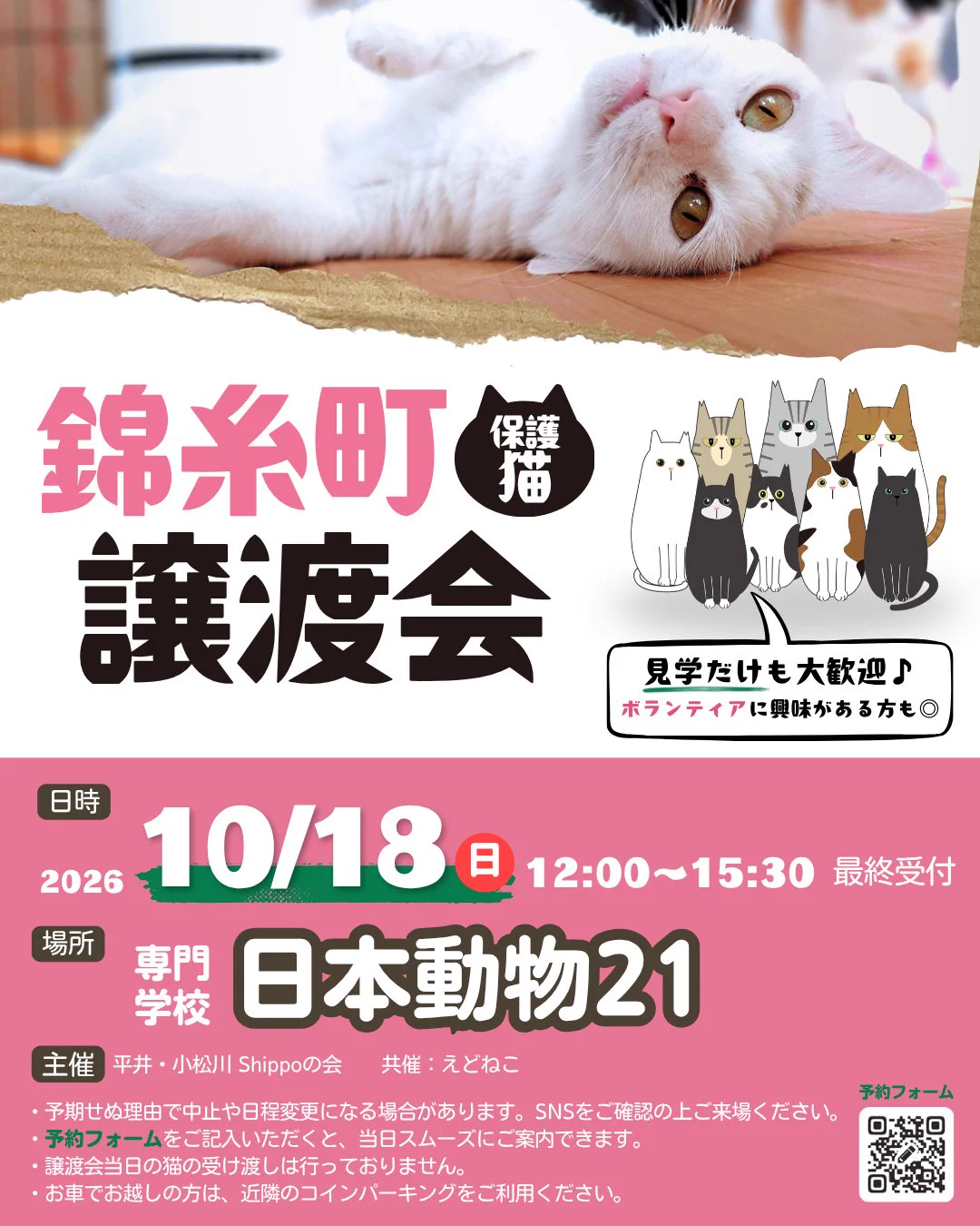 えどねこ on X: 