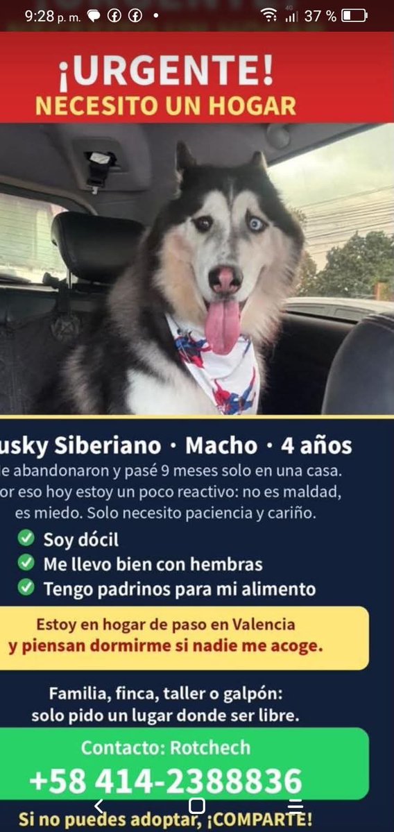 PerroUsuario's tweet photo. Busca un hogar amoroso y responsable. Valencia estado Carabobo. Caso de terceros https://t.co/4Dx3wPvYSV