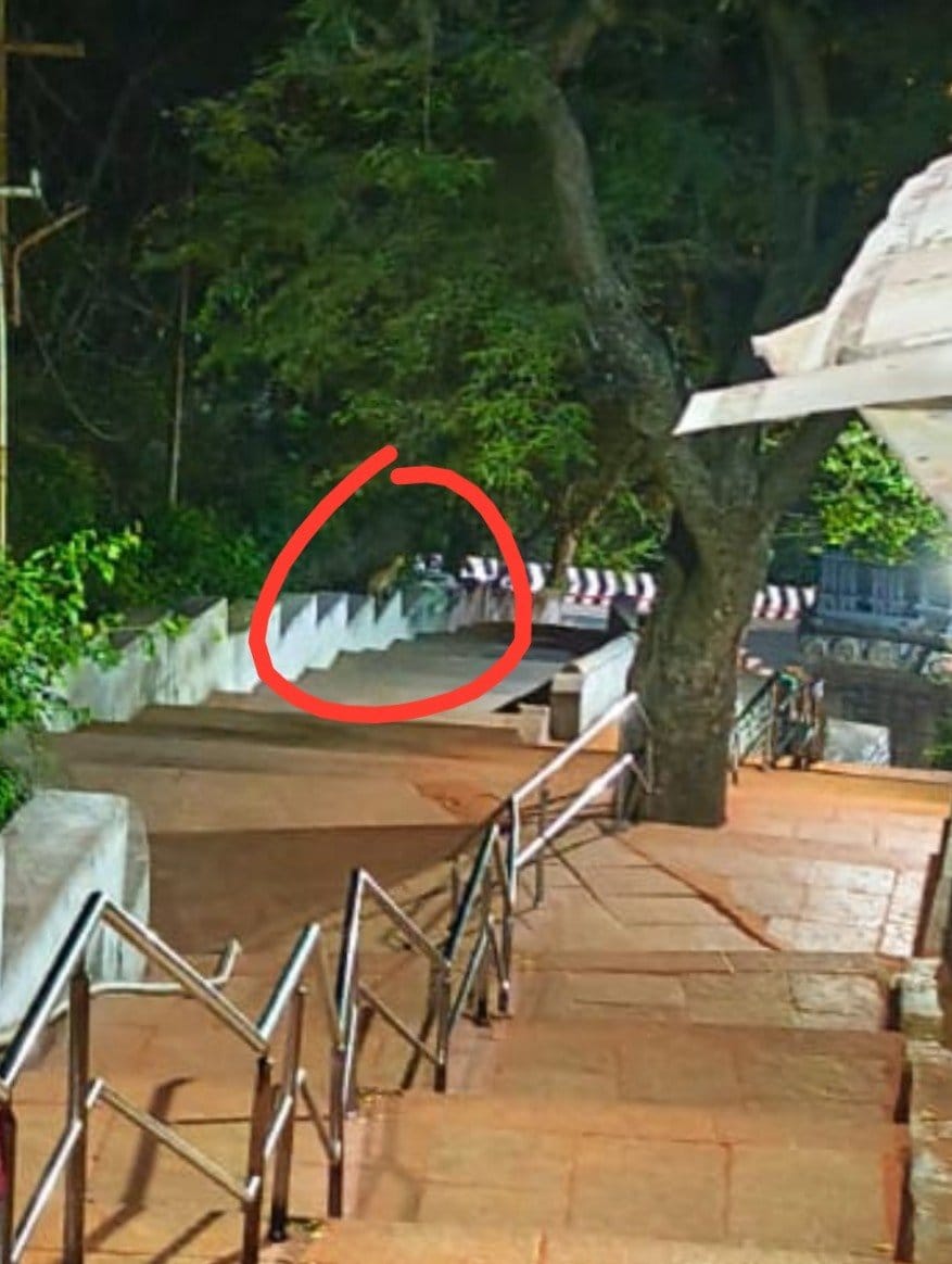 RTVnewsnetwork's tweet photo. తిరుమల.. అలిపిరి నడక మార్గంలో చిరుత సంచారం..
ఈ వేకువజామున మోకాళ్ళ మెట్టు మండపం ప్రాంతంలో సంచరించిన చిరుత..
ఆ సమయంలో భక్తుల రాకపోకలు లేకపోవడంతో తప్పిన ప్రమాదం..
#Tirumala #Alipiri #MokallaMettu #LeopardSighting #TTD #Tirupati #TirumalaWalkway #DevoteesAlert #ForestDepartment #RTV